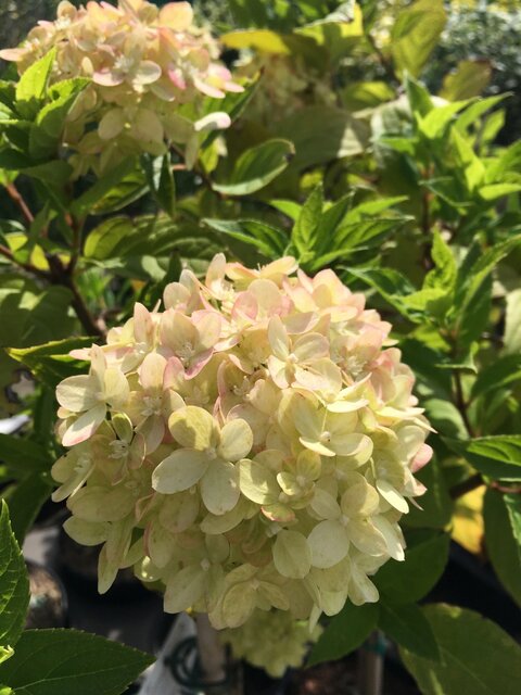 Bloemen Hortensia Little Lime creme