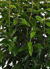 Prunus Angustifolia 85cm