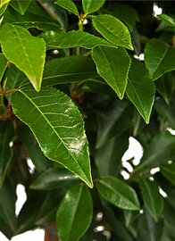 Blad Portugese Laurierkers