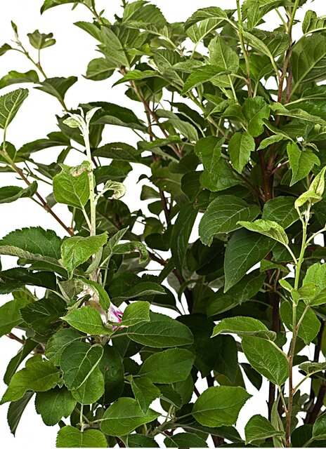 Malus ‘Red Sentinel’