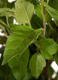 Blad Sierappel op stam