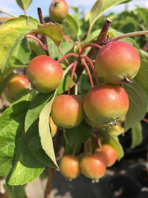 Appeltjes Malus Red Sentinel