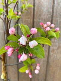Bloesem Malus Red Sentinel boompje