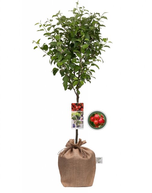 Geef een boompje Sierappel