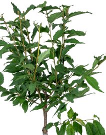 Japanse Sierkers - Prunus nipponica Brilliant op stam