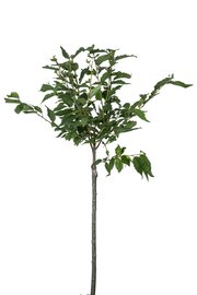 Japanse Sierkers - Prunus nipponica Brilliant op stam