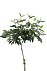 Viburnum Eskimo op stam