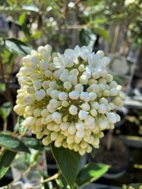 Bloem Viburnum Eskimo