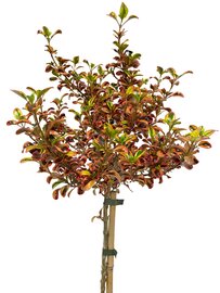 Coprosma Evening Glow