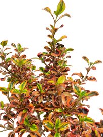 Blaadjes Coprosma Spiegelplant