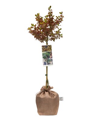 Coprosma Evening Glow op stam