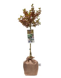 Coprosma Evening Glow op stam