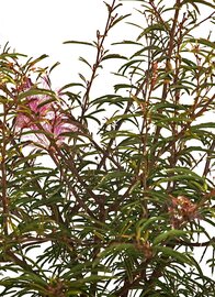 Calliandra Surinamensis op stam
