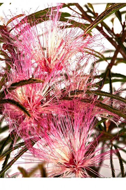 Bloem Calliandra Surinamensis