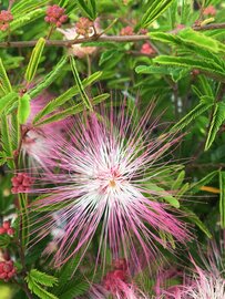 Roze bloem Calliandra Surinamensis