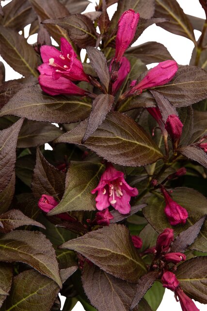 Weigela bloemen