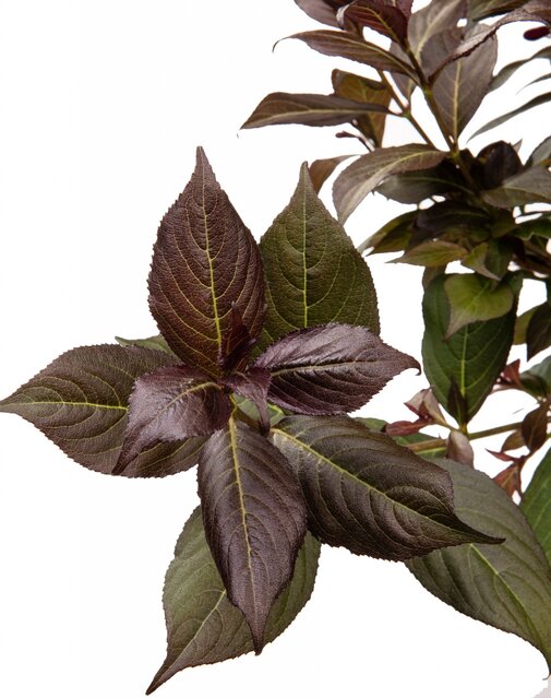 Weigela blad