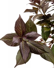 Weigela blad