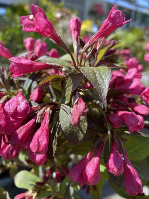 Bloei Weigela Minor Black